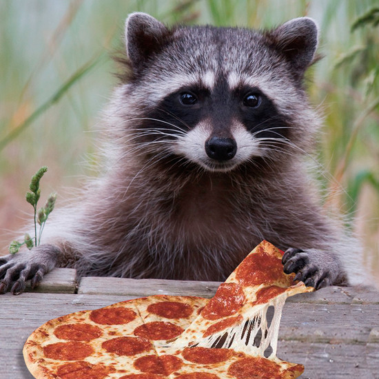 we all eat pizza. — Raccoons eat pizza. Raccoons are noted ...