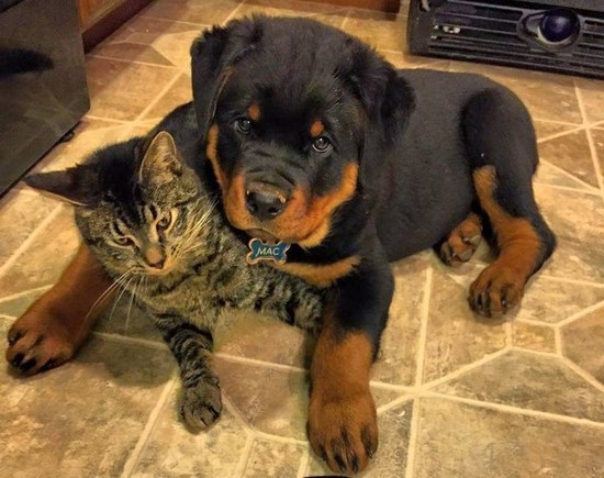 20 Things All Rottweiler Owners Must Never Forget. The ...