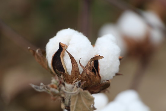 Cotton Plant 101: What do a cotton plant, blooms & bolls ...