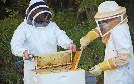 When to harvest honey - Tips & tricks - MyBeeLine