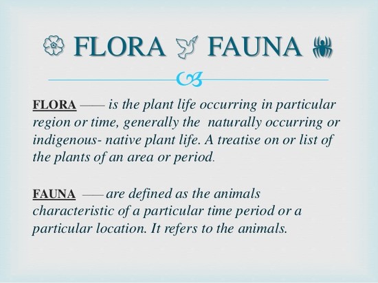 Flora and Fauna in the Philippines
