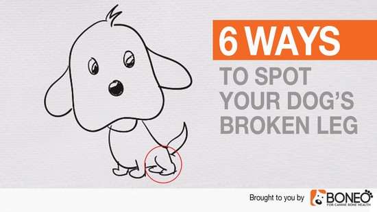 How to Tell if Your Dog Has a Broken Leg - Six Dog Broken ...