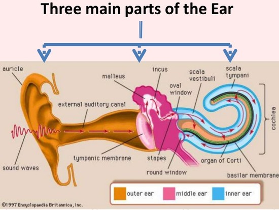 What are the main parts of the ear? | Socratic