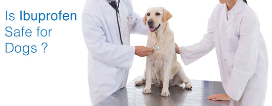 Ibuprofen for Dogs - Pain Relief for Pets