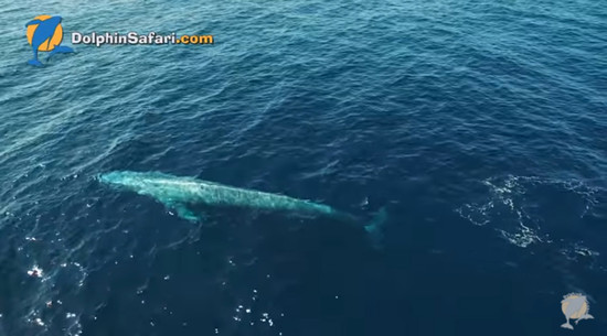 First blue whale of the season spotted off Dana Point ...
