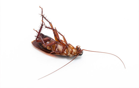 Why do Cockroaches die on their backs? Article by Terminix ...