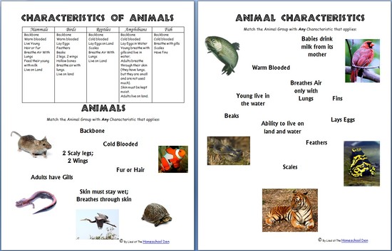 Animals and Their Characteristics (Free Worksheet ...