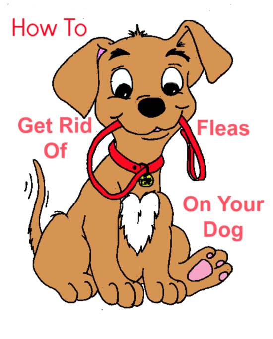 How To Get Rid Of Fleas On Your Dog - My Honeys Place