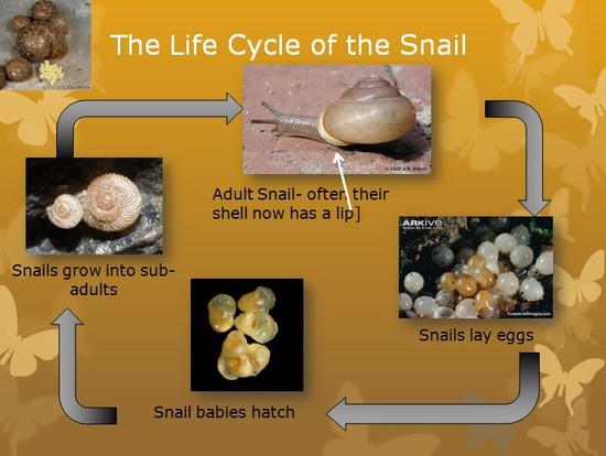 Snail Life Cycle | www.pixshark.com - Images Galleries ...