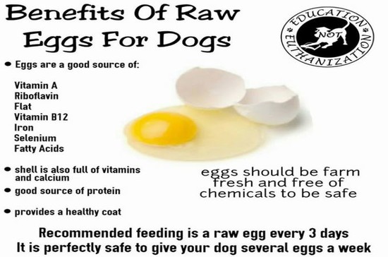 Can Dog Eat Eggs? The Amazing Benefits Of Eggs To Your Pets