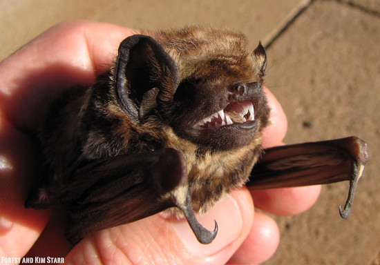 Hawaiian Hoary Bat | ʻōpeʻapeʻa | Lasiurus semotus