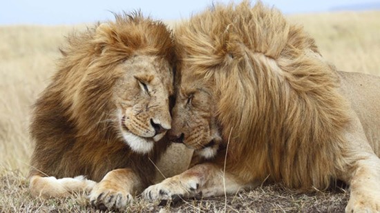 THE TOP 10 || Top 10 Gay Animals In The World || Gay Lion ...