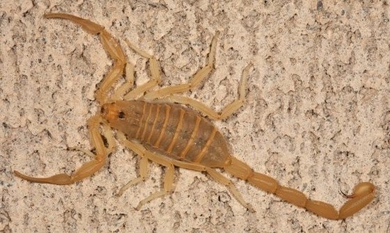 What is the best way to get rid of scorpions? - Quora
