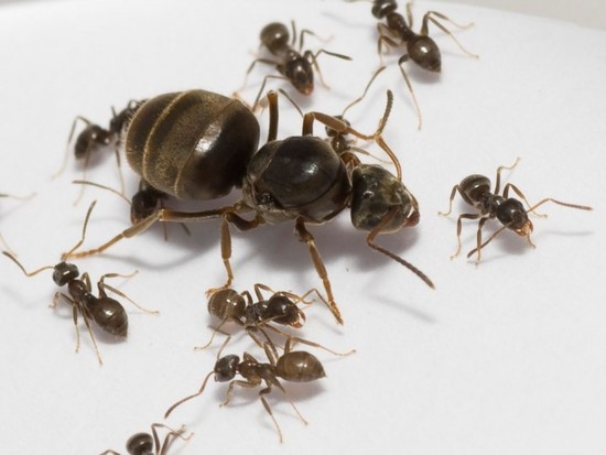 Ants - Treatment And Control | Love The Garden