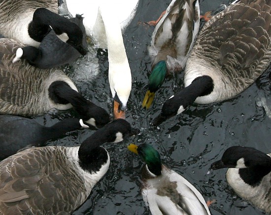 Duck danger: Why feeding ducks bread is bad for their health