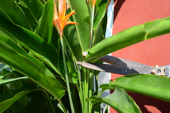 How to Grow Bird of Paradise: 14 Steps (with Pictures ...