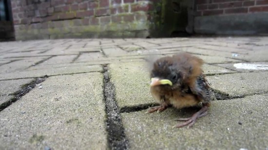 Baby bird fallen or tossed from nest - YouTube