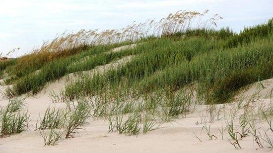 Can grass grow in sand? - Quora