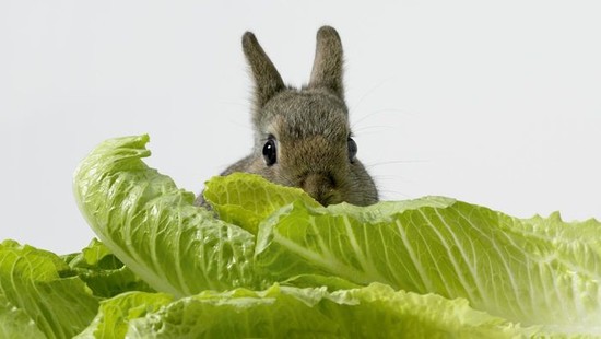 Can rabbits eat lettuce? | Reference.com