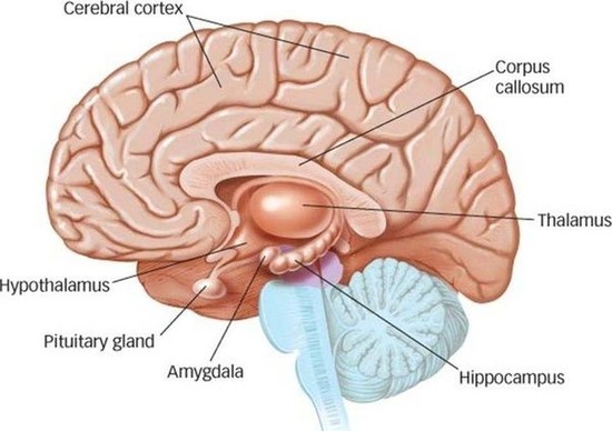 What are the most important parts of the human brain? - Quora
