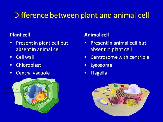 compare and contrast animal and plant cells | Difference ...