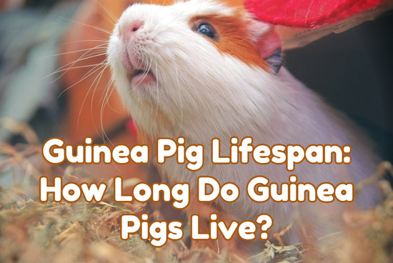 Are Guinea Pigs Nocturnal? - GuineaPigaloo.com