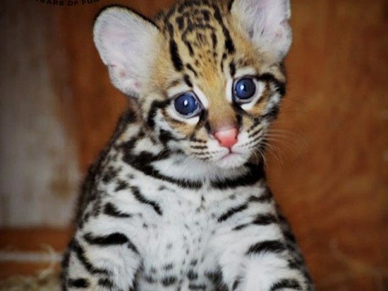 Dallas Zoo Welcomes Newborn Rare Kitten « CBS Dallas ...