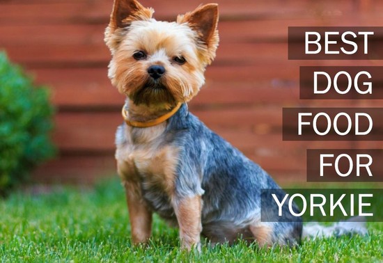 Top 5 Best Dog Foods For Yorkies [2017 Buyer’s Guide ...