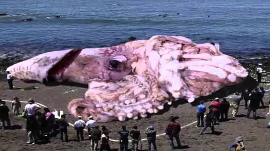 160 FT Giant Squid Discovered On Santa Monica Beach - YouTube