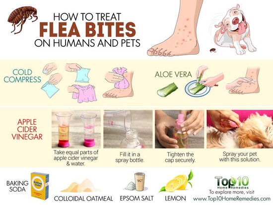 How to Treat Flea Bites on Humans and Pets | Top 10 Home ...