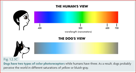 The Dog’s Color Vision and What It Means for Our Training ...