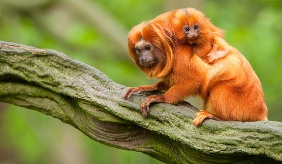 What Animals Live In The Amazon Rainforest? - WorldAtlas.com