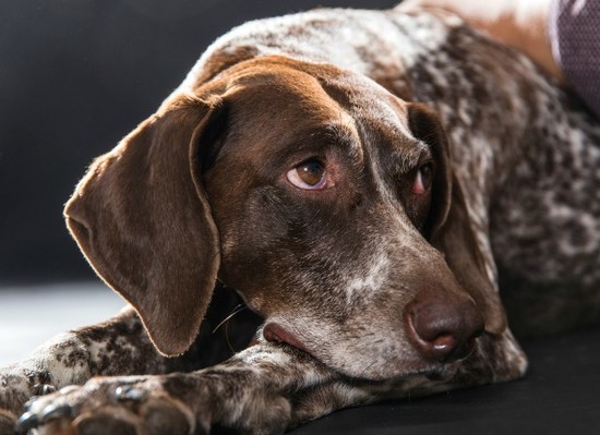 Steroid-Responsive Meningitis-Arteritis in Dogs | petMD