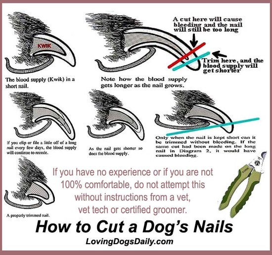 How to Trim Your Dog's Nails! (Video) - Page 2 of 3 ...