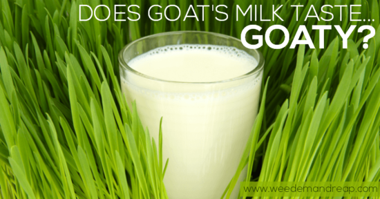 Does goat's milk taste...GOATY? - Weed 'em & Reap