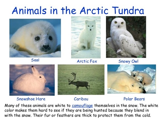 Arctic Tundra Animals List | www.pixshark.com - Images ...