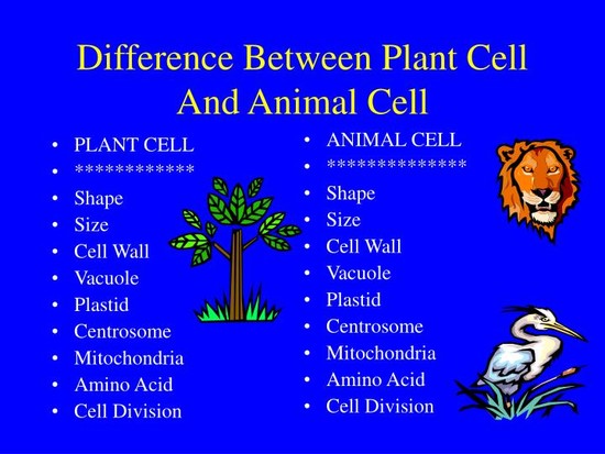 PPT - Difference Between Plant Cell And Animal Cell ...