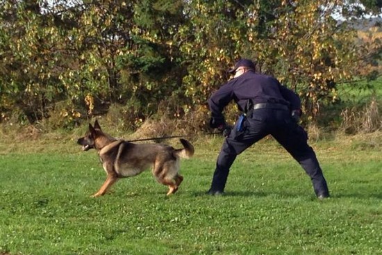 Police dog hopefuls get tested as part of training program ...