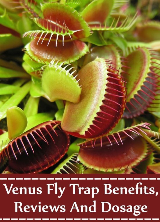Venus Fly Trap Benefits, Side Effects, Reviews And Dosage ...