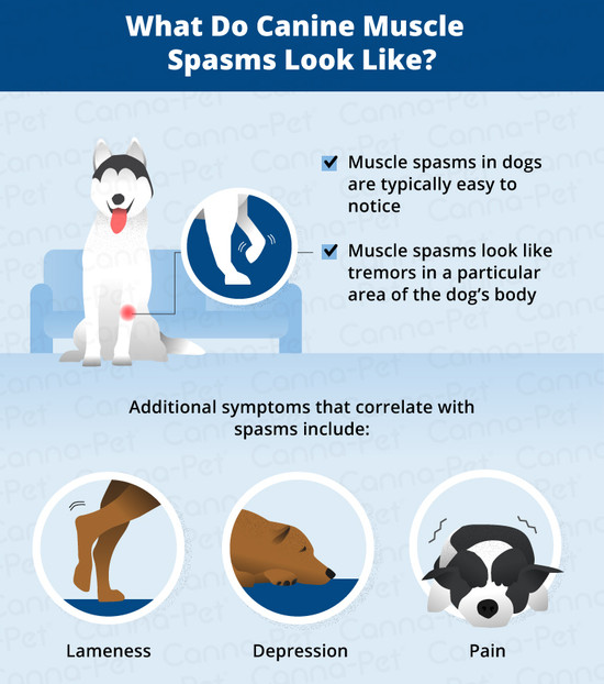 Muscle Spasms in Dogs | Canna-Pet®