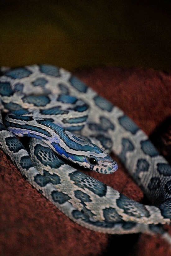 Blue Corn Snake? by dogdragon88 on DeviantArt