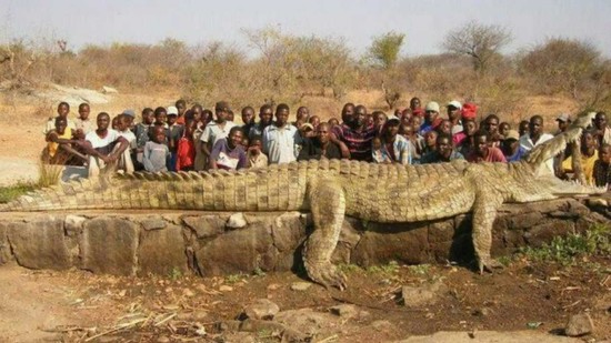World Biggest Crocodile Vs Snake | All Amazing