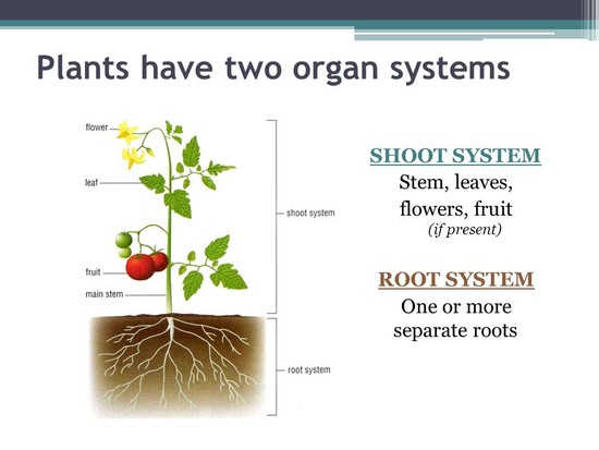 Plant Cells, Tissues, and Organs - ppt video online download