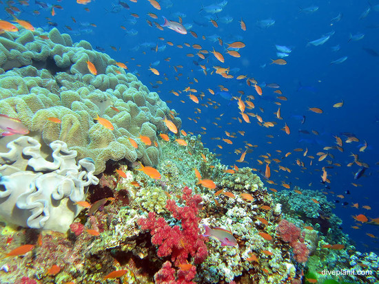 citations - Fiji Coral Reef