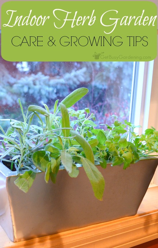 Indoor Herb Garden Tips: A Guide To Successful Indoor Herb ...