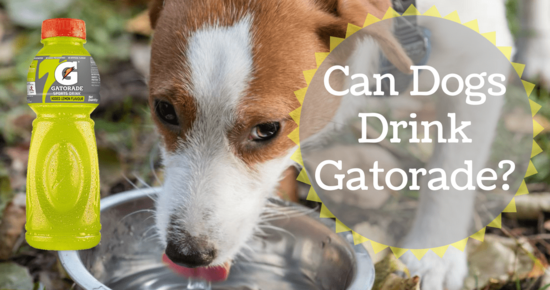 Can Dogs Drink Gatorade? (All You Need To Know ...