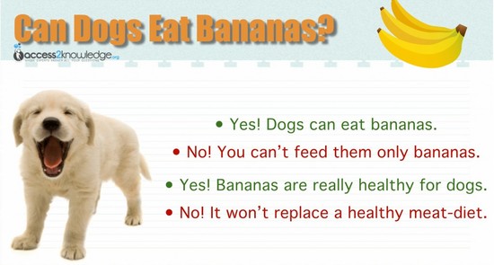 Can Dogs Eat Bananas? - Access 2 Knowledge