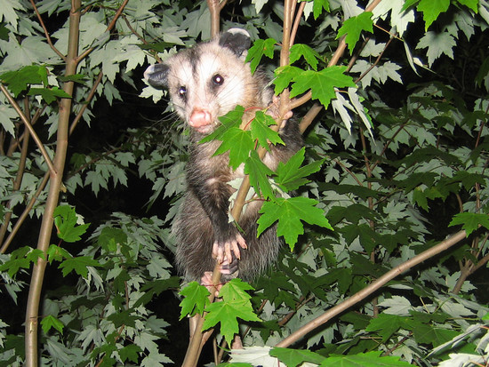Opossum Photograph 013 - Opossums climb trees and get on ...