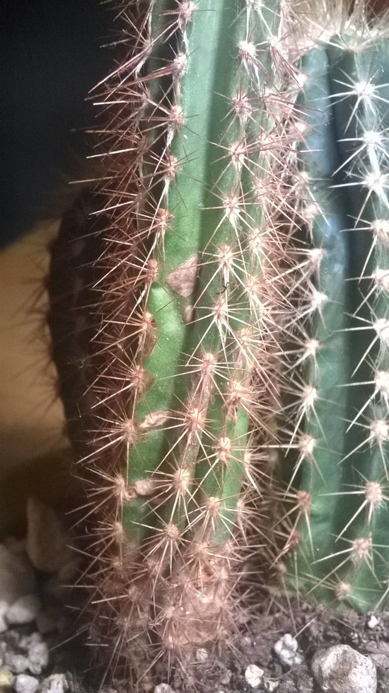 diagnosis - Why is my cactus so thin? - Gardening ...