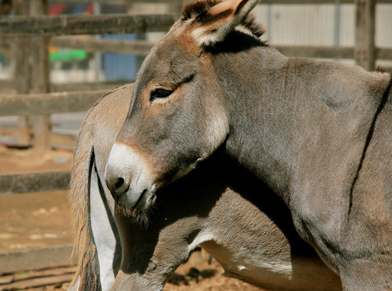 Donkey | A male donkey or ass is called a jack, a female a ...